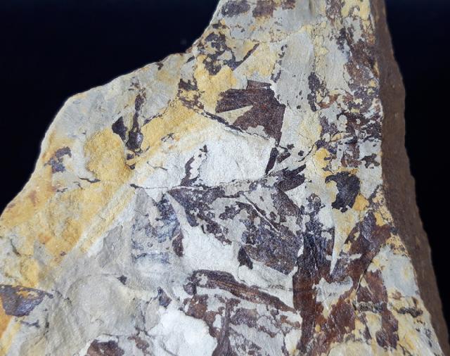 Ginkgo huttoni (STERNBERG in HEER 1876) - Bild &copy; FossNet FossilienStore